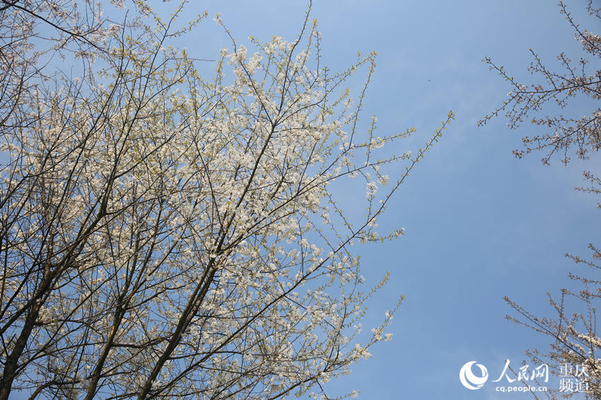 山^ʢɽfҰѻӭ`W z