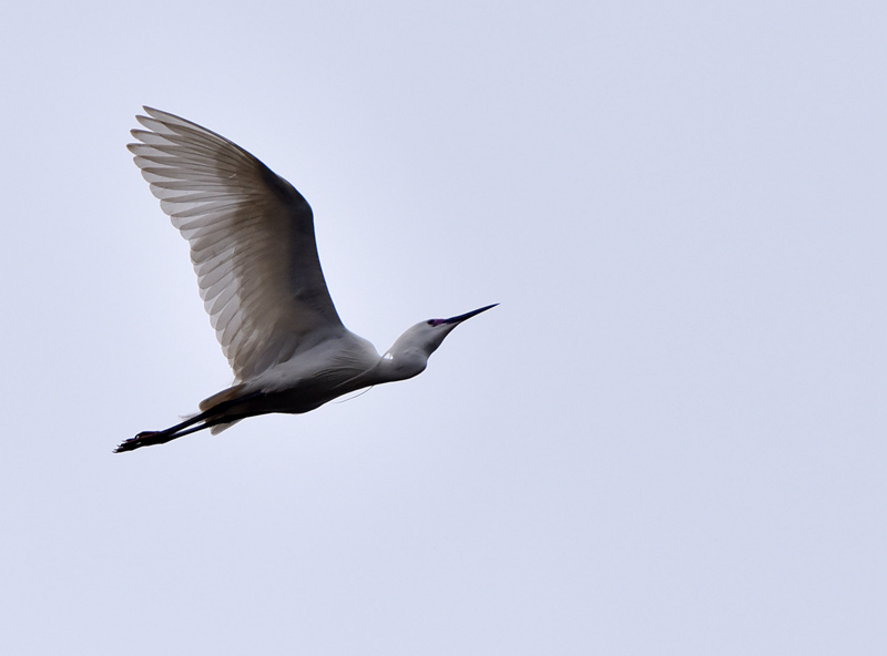 �w��İ��Q�� �S�Ӕz