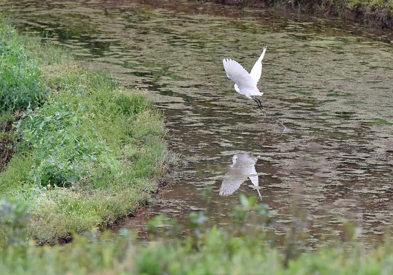 ��ˮ��Ғʳ�İ��Q�� �S�Ӕz