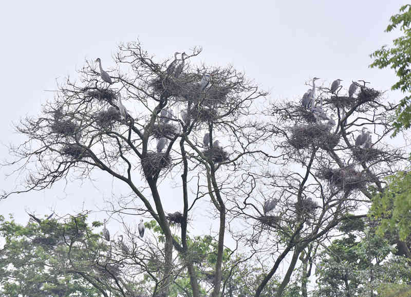 һ�Ø��ϗ�Ϣ�˔�ʮֻ���Q���S�Ӕz