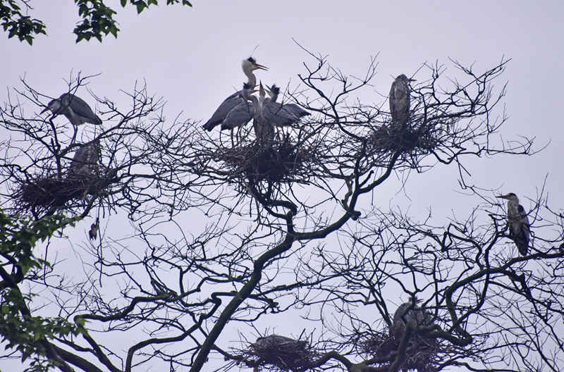 ��Ϣ���B�����S�Ӕz 