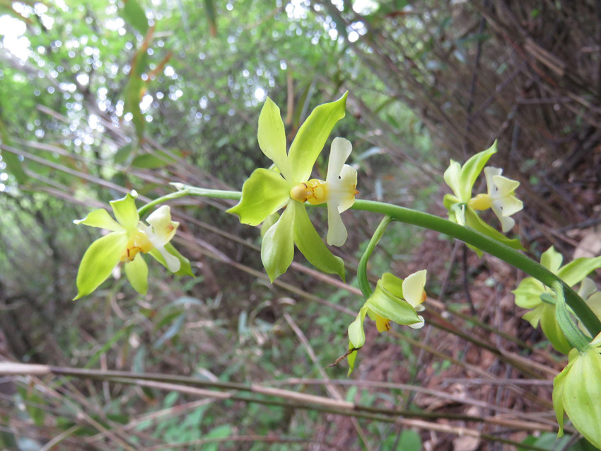 �ؑc�l�Fֲ������N����������Ϫ�r���m���ؑcꎗl�X���Ҽ���Ȼ���o�^�����ֹ��D