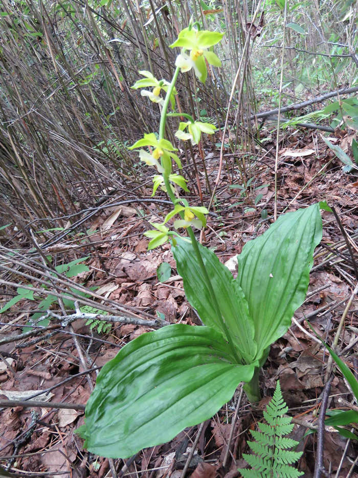 �ؑc�l�Fֲ������N����������Ϫ�r���m���ؑcꎗl�X���Ҽ���Ȼ���o�^�����ֹ��D