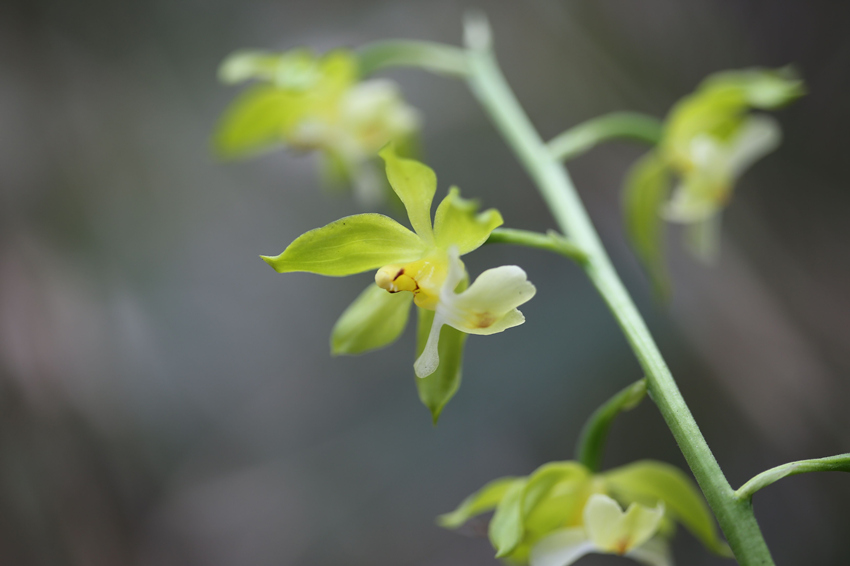 �ؑc�l�Fֲ������N����������Ϫ�r���m���ؑcꎗl�X���Ҽ���Ȼ���o�^�����ֹ��D