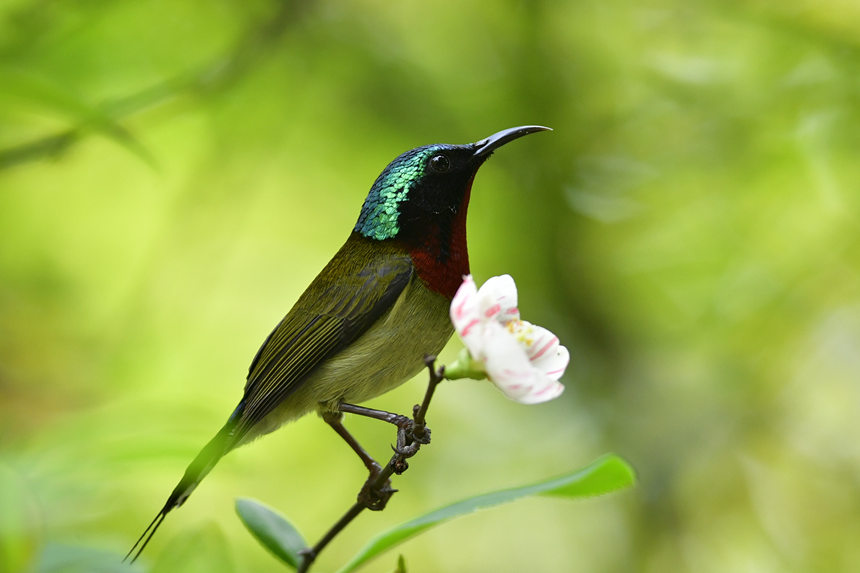 ��ɽֲ��@���Ĕz���ĸ��N�B�����Ă��z