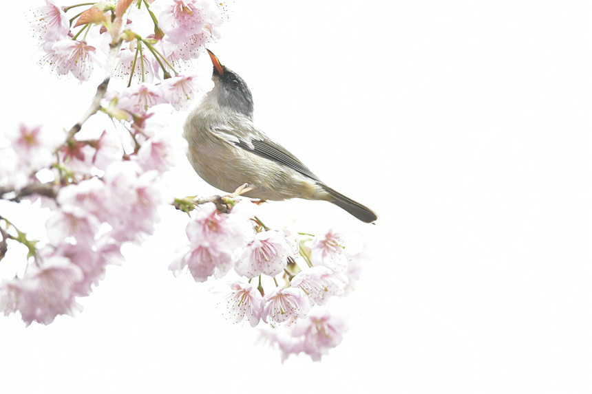 ��ɽֲ��@���Ĕz���ĸ��N�B�����Ă��z