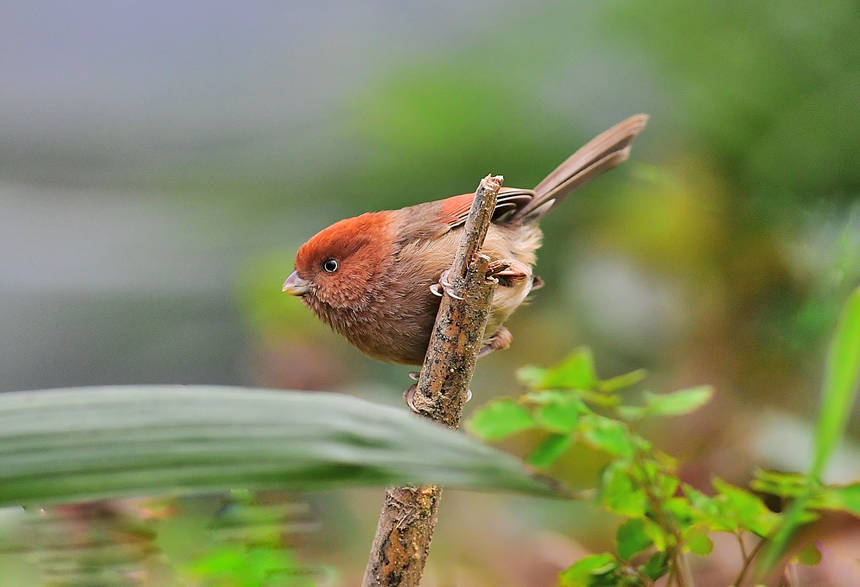 ��ɽֲ��@���Ĕz���ĸ��N�B�����Ă��z