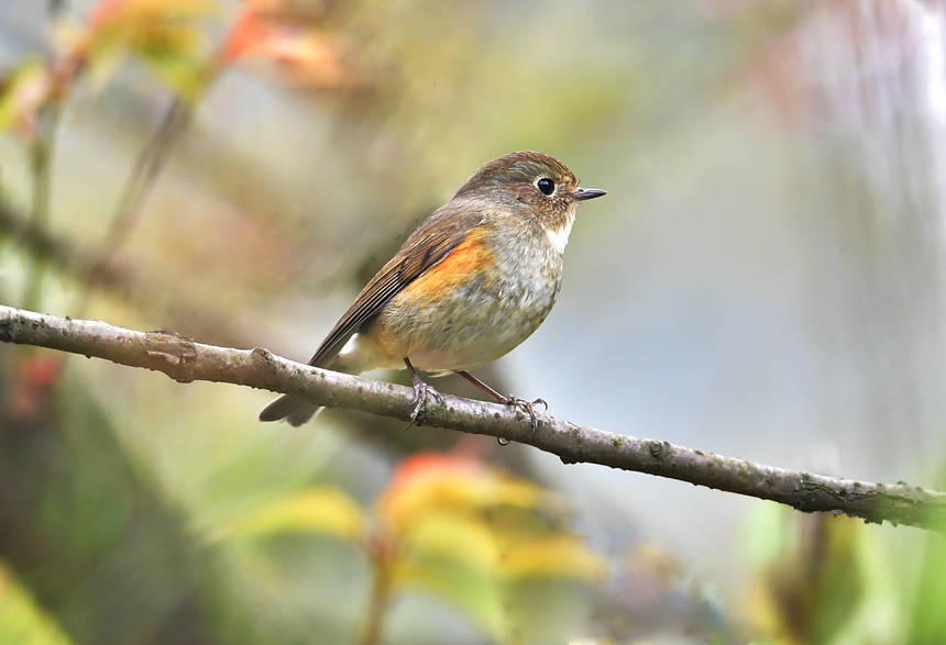 ��ɽֲ��@���Ĕz���ĸ��N�B�����Ă��z