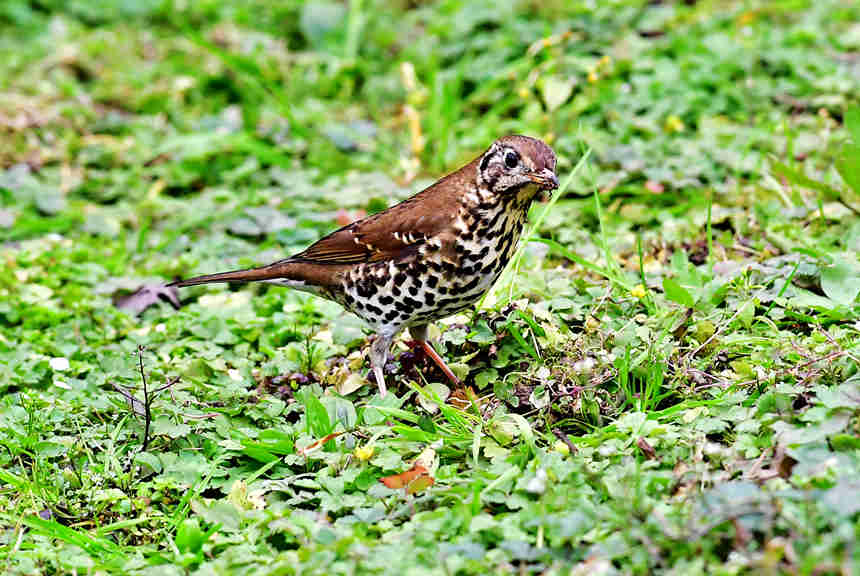 ��ɽֲ��@���Ĕz���ĸ��N�B�����Ă��z