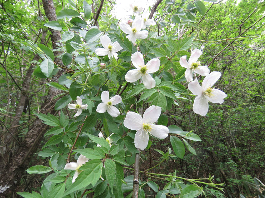 ؑclFֲNϪFɏHϪзֲؑcꎗlXҼȻo^ֹD