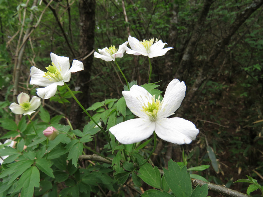 ؑclFֲNϪFɏHϪзֲؑcꎗlXҼȻo^ֹD