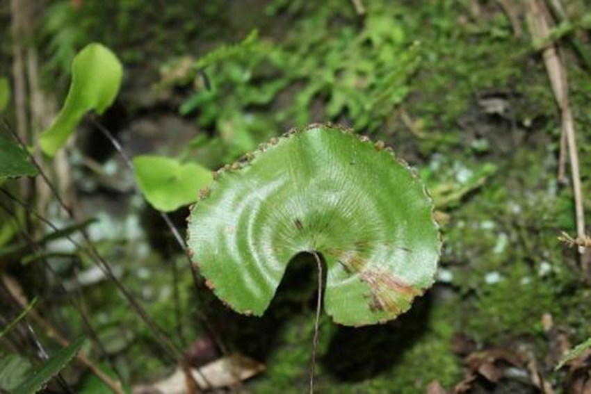 {^ОlΣֲ~Fާؑc֘IֹD