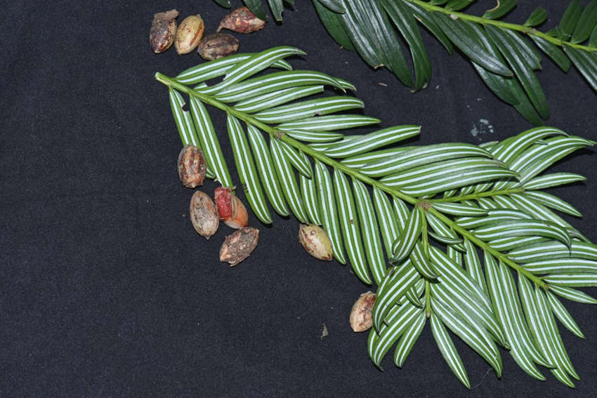 ؑcꎗlXlF1.6|ǰֲʯ뻨ɼؑcꎗlXҼȻo^ֹD