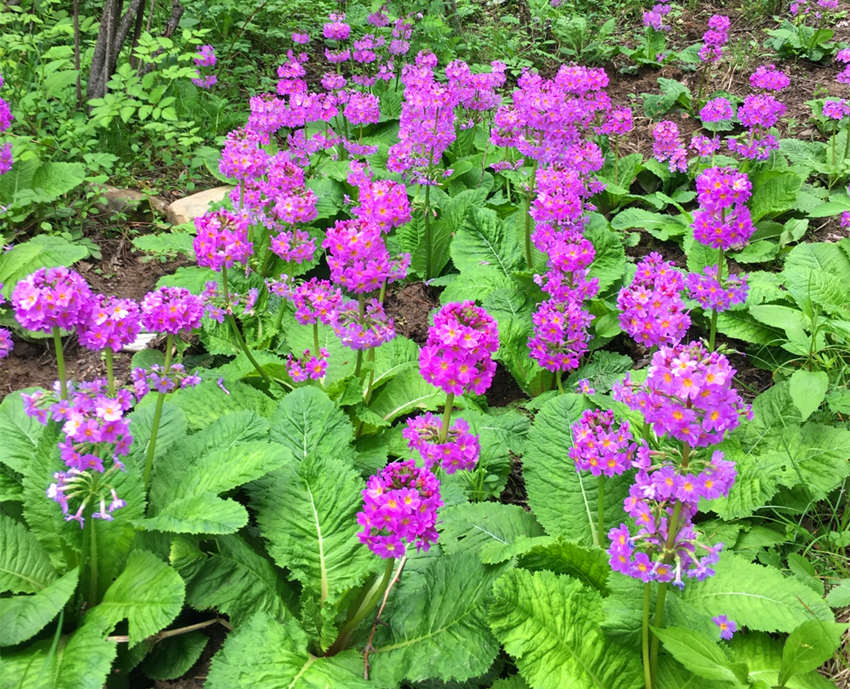 ؑcꎗlXҼȻo^lFĴ|_ư܊z