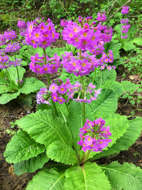 ؑcꎗlXҼȻo^lFĴ|_ư܊z