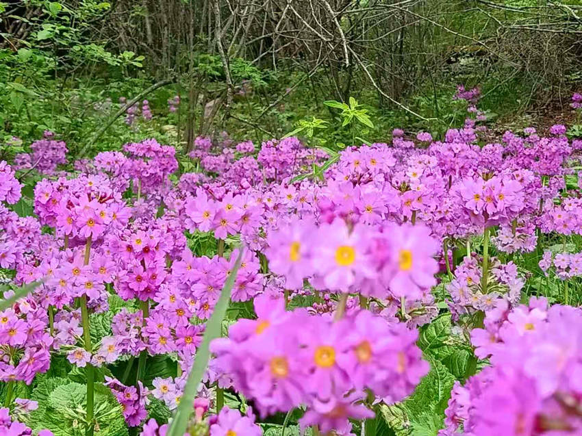 ؑcꎗlXҼȻo^lFĴ|_ư܊z