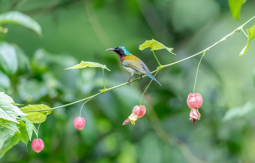 β̫Bؑcϴ^ɽ¾^g衱z