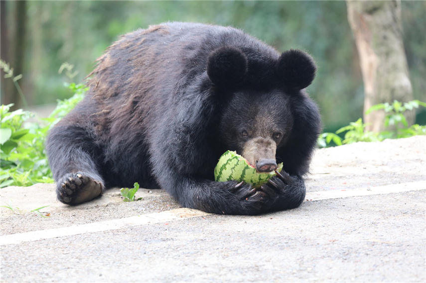 ܴڳԹBƤʣɽ z