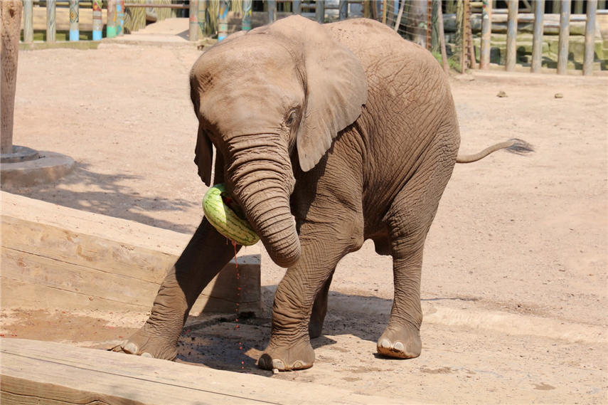 _Ӿ픵Ȼʽ_ϼgɽ z