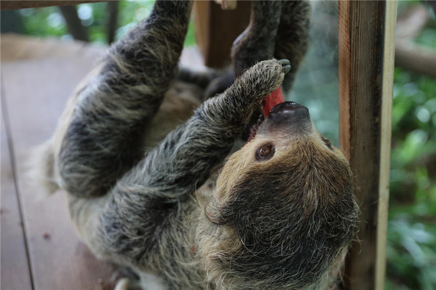 ڿ{҃߀ҪBTιɽ z