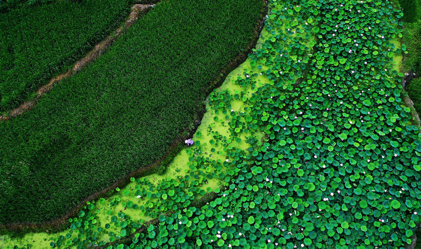 ؑcˮϪlФҜϴƬĺcӳȤΨz