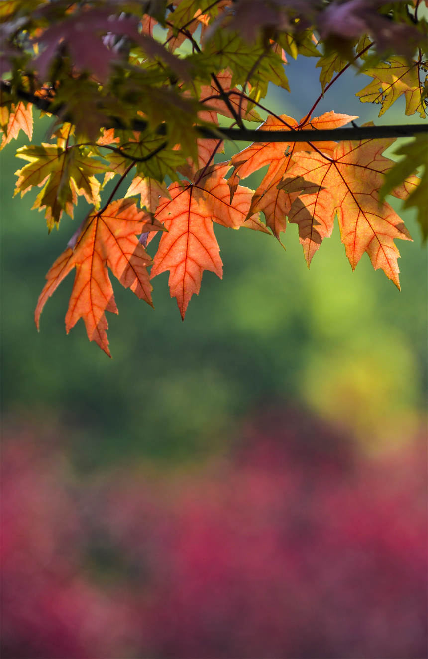 �Vꖍu�Ǆ����B�����������޾�ӡ�z