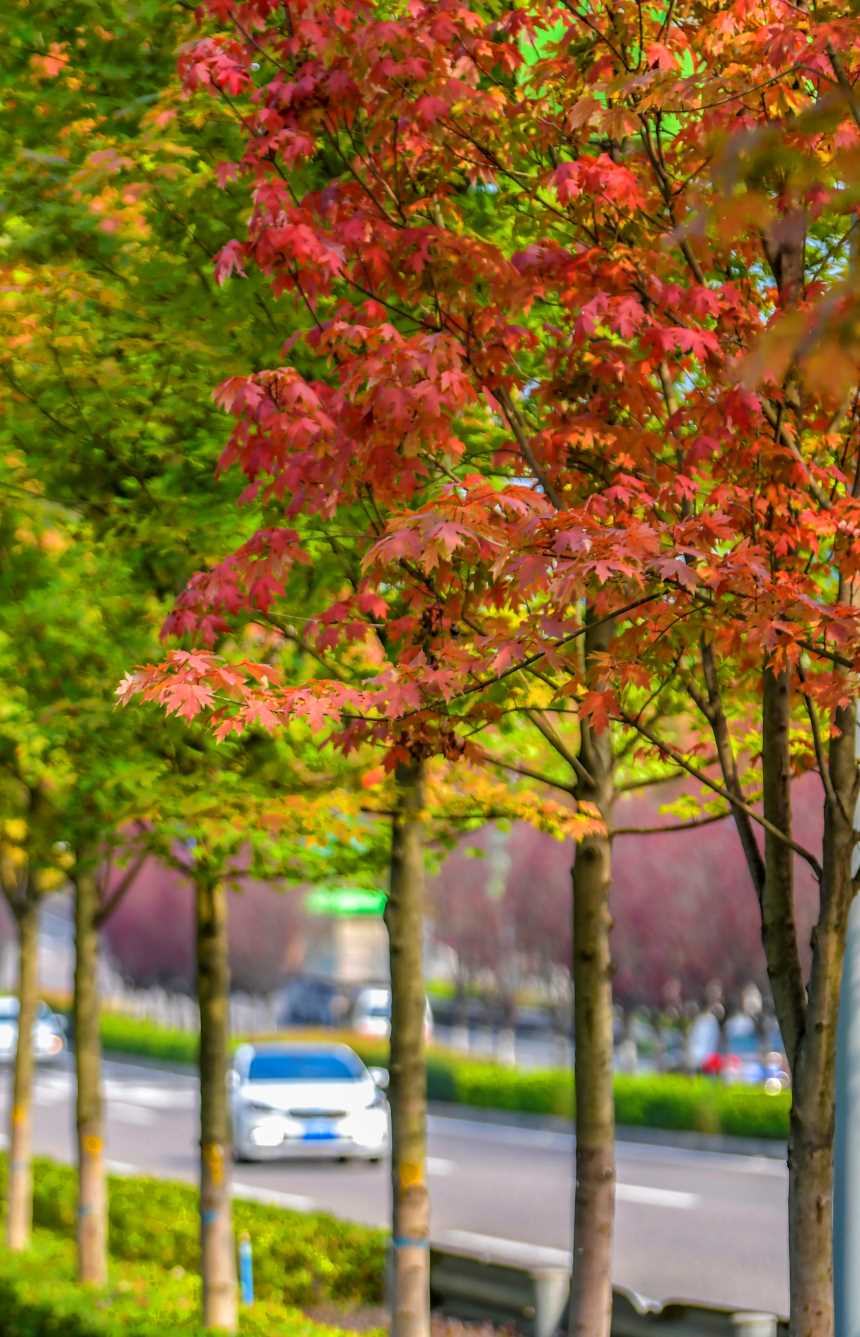 �Vꖍu�Ǆ����B�����������޾�ӡ�z