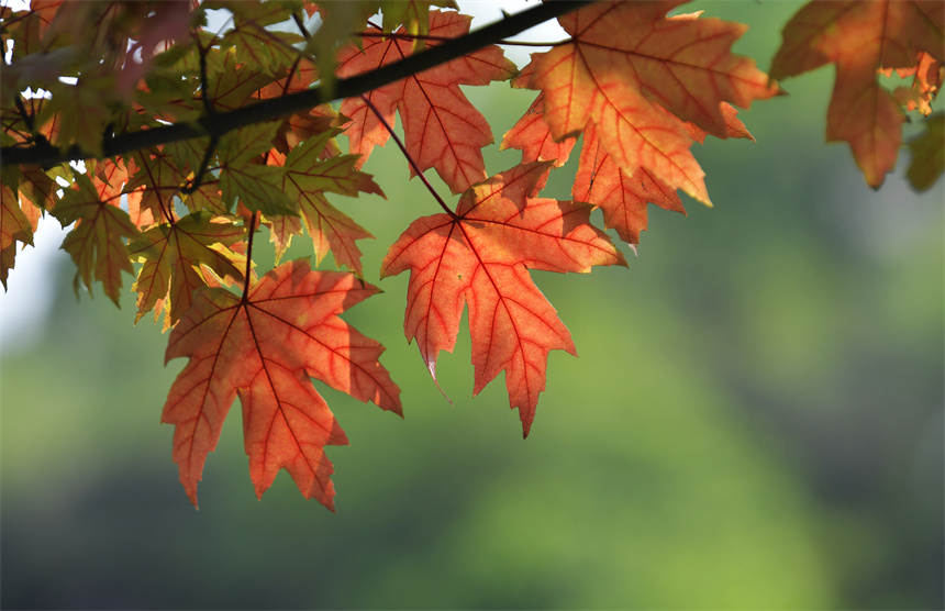 �Vꖍu�Ǆ����B�����������޾�ӡ�z