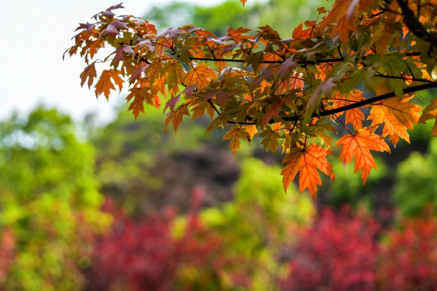 �Vꖍu�Ǆ����B�����������޾�ӡ�z