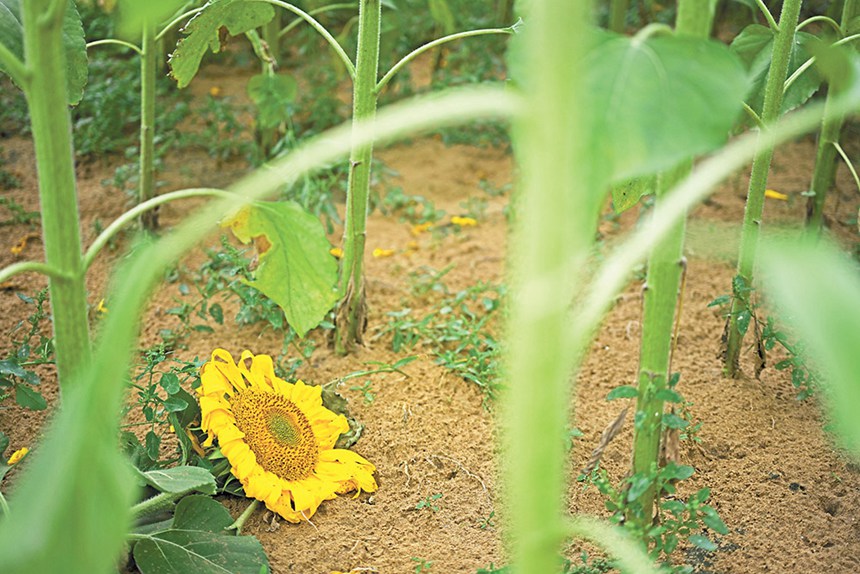 9��19�������ɹŞ��m����ɳĮ��ɳĮ����������ԇ���л�����ɳĮ�зNֲ�����տ����o�։���