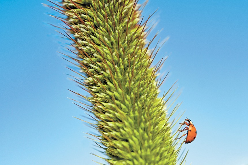 9��28�������ɹŞ��m����ɳĮ��ɳĮ����������ԇ���л�����ɳĮ�д�Ƭ��ֲ���������S��С���x�ڴ˰�����