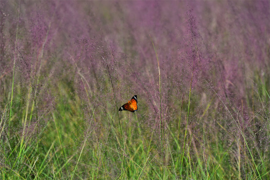 VꖍuBޏͅ^pӯVķ˝Mһ@ͮz