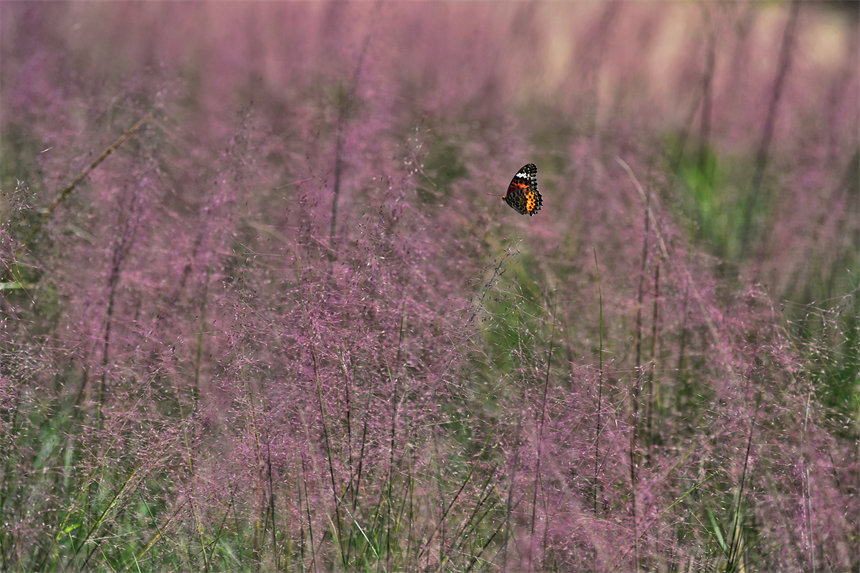 ΢L^pӯĻSLꇷɫz