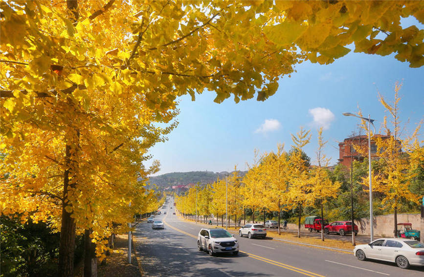 仙女鎮銀杏大道，車行其間令人心動。武隆景區供圖
