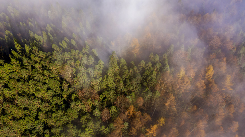 ���F��ӳ�µ����ɭ���������A�z