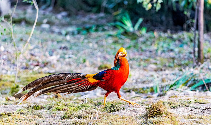 tBڽɽȻo^eͥŲz