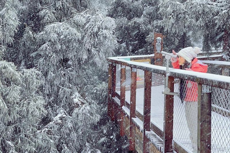 游客在仙女山樹頂漫步游玩。武隆景區供圖