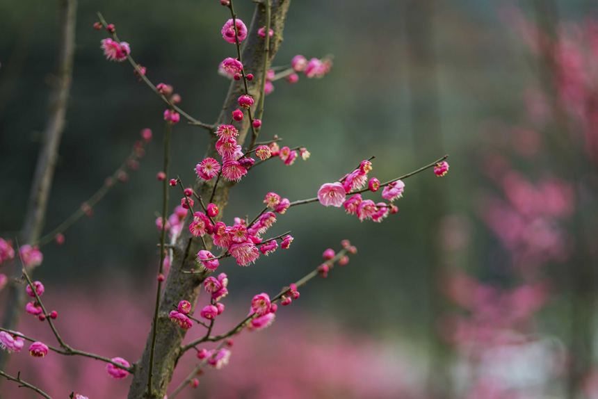 ֮ʹߡt÷Ȼ鶬һĨtCSMz