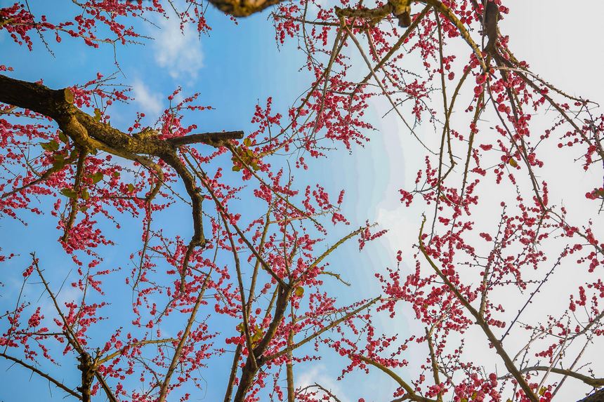 Vꖍu÷`o򴺁ؑc_^D