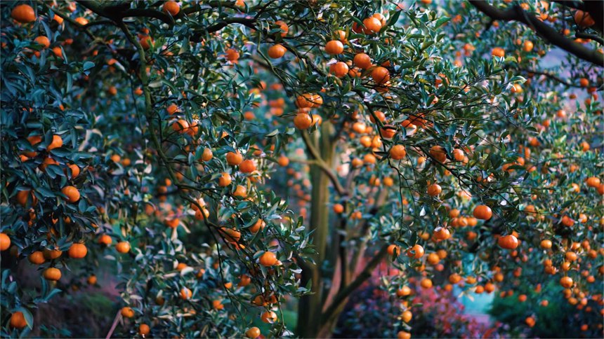 �t���S�՝M֦�����s�v���z