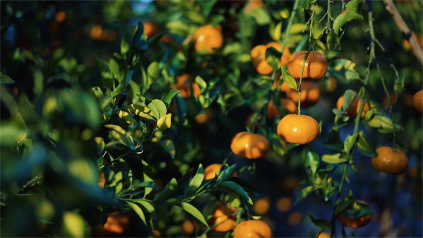 ꖹ➢��������s�v���z