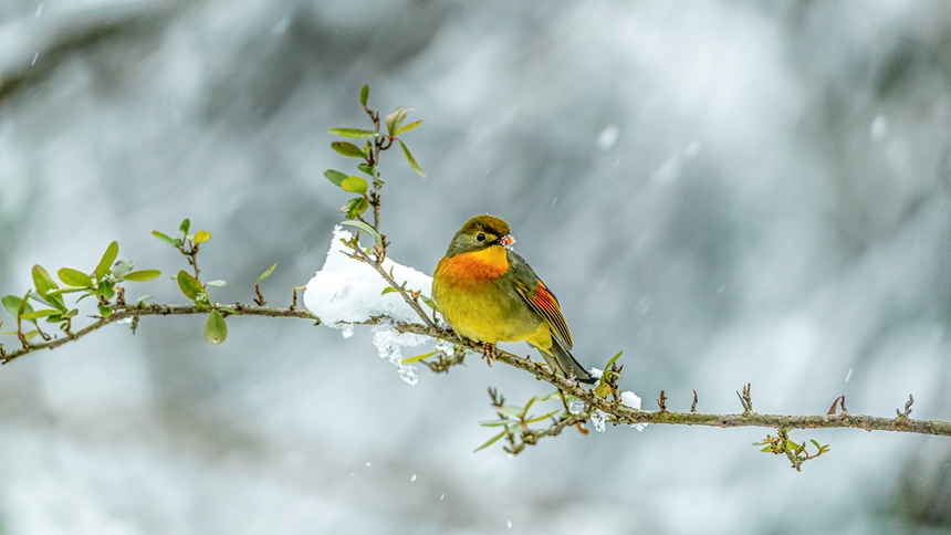 ؑcϴ^ɽƺ悏RδĔz˼Bz