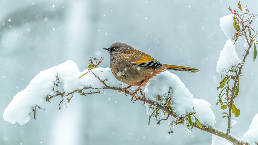 ؑcϴ^ɽƺ悏RδĔzĳȳz