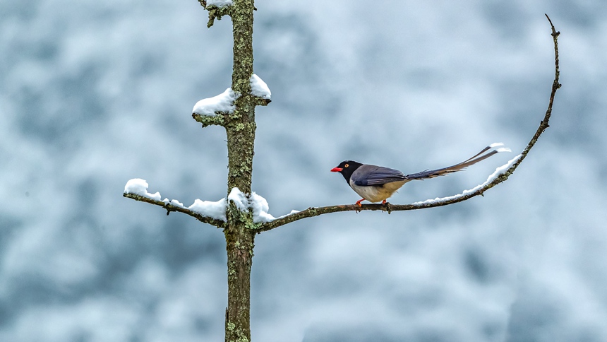 ؑcϴ^ɽƺ悏RδĔzļt{oz