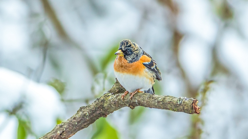 ؑcϴ^ɽƺ悏RδĔzȸz