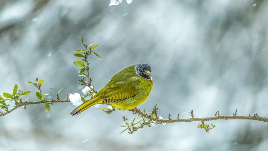 ؑcϴ^ɽƺ悏RδĔzIȸlz