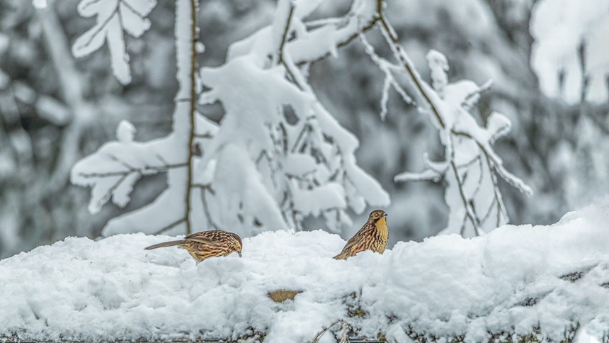 ؑcϴ^ɽƺ悏RδĔzìyz