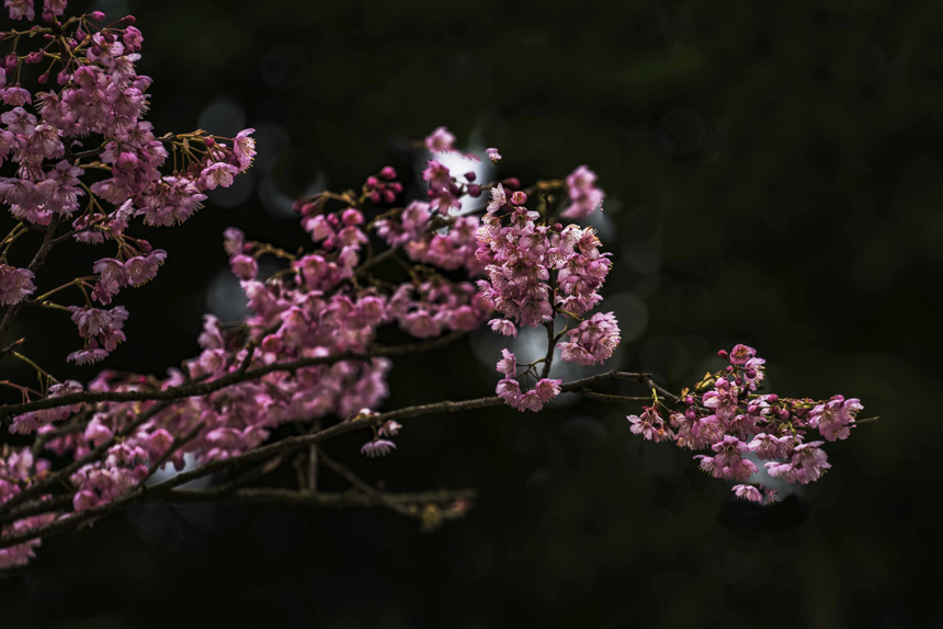 紺ɽֲ@ѻڳůM`SMz