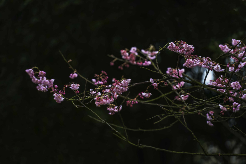 紺ɽֲ@ѻڳůM`SMz