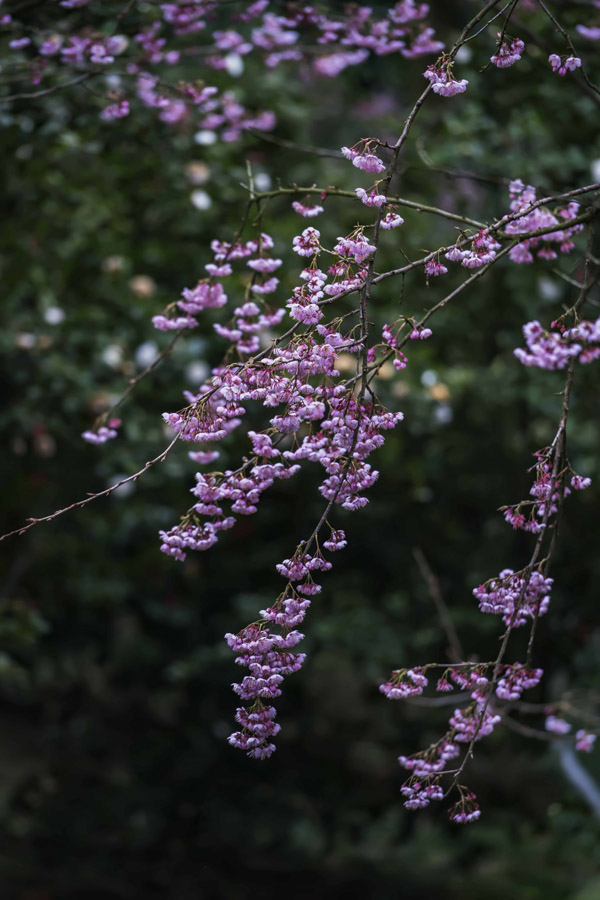 紺ɽֲ@ѻڳůM`SMz